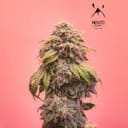 Creme de la Chem Auto Feminized Seeds-MEPH-CRDLCH-AUTO-FEM