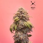 Creme de la Chem Auto Feminised Seeds-MEPH-CRDLCH-AUTO-FEM
