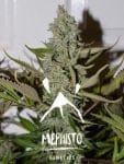 Northern Cheese Haze Auto Feminised Seeds-MEPH-NCH-AUTO-FEM
