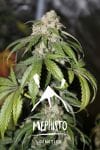 Samsquanch OG Auto Feminised Seeds-MEPH-SAMSOG-AUTO-FEM