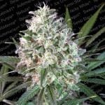 Space Cookies Feminised Seeds-PARA-spacecookies