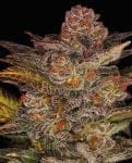 Blueberry Glue Auto (formerly Glueberry Auto) Feminizované Semena-EXP-GLB-AUTO-FEM
