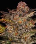 Blueberry Glue Auto (formerly Glueberry Auto) Feminizované Semena-EXP-GLB-AUTO-FEM