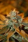 Cataract Kush Feminised Seeds-DNA-CATKU-FEM