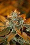 Cataract Kush Feminised Seeds-DNA-CATKU-FEM