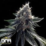 Sour Kosher Feminised Seeds-DNA-SOKO-FEM