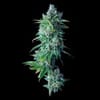 24K Gold Feminized Seeds-DNA-24KG-FEM