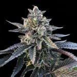 Gelato Sorbet Feminised Seeds (Sorbet Collection)-DNA-GELS-FEM
