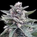 Kosher Sorbet Feminised Seeds (Sorbet Collection)-DNA-KOSHS-FEM