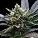 L.A. Sorbet Feminised Seeds (Sorbet Collection)-DNA-LASORB-FEM