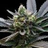 L.A. Sorbet Feminised Seeds (Sorbet Collection)-DNA-LASORB-FEM