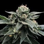 Sorbet Stash Feminised Seeds (Sorbet Collection)-DNA-SORBST-FEM
