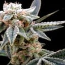White Alien Feminised Seeds-DNA-WHAL-FEM