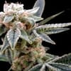 White Alien Feminised Seeds-DNA-WHAL-FEM