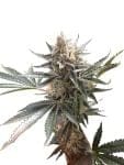Tangie Feminised Seeds-DNA-TANG-FEM