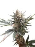 Tangie Feminised Seeds-DNA-TANG-FEM