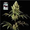 Alaskan Purple Feminisiert Saatgut-SMAN-ALPURP-FEM