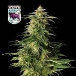 Alaskan Purple Auto феминизирани семена-SMAN-ALPURP-AUTO-FEM