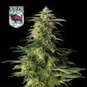 Alaskan Purple Auto Feminisiert Saatgut-SMAN-ALPURP-AUTO-FEM