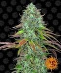 LSD Auto Feminisiert Samen-BFS-LSD-AUTO-FEM