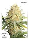 Lemon Kix Auto Feminisiert Saatgut-DP-lemonzkittle-auto