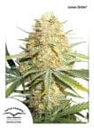 Lemon Kix Auto Femminizzati Semi-DP-lemonzkittle-auto