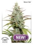 Mokum's Tulip Feminised Seeds-DP-mokumstulip