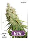 Desfran Auto Feminized Seeds-DP-desfranauto