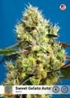 Sweet Gelato Auto Feminised Seeds-SS-SWGEL-AUTO-FEM
