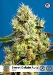 Sweet Gelato Auto Feminisiert Saatgut-SS-SWGEL-AUTO-FEM