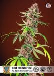 Red Mandarine F1 Fast Feminised Seeds-SS-RMF1-FAST-FEM