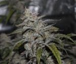 Grape Walker Kush Auto Feminised Seeds-MEPH-GRWKUSH-AUTO-FEM