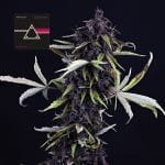 Pink Kush CBD 30:1 Auto Feminisiert Saatgut-SMAN-PINK-CBD-AUTO-FEM