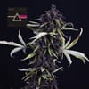 Pink Kush CBD 30:1 Auto Feminisiert Saatgut-SMAN-PINK-CBD-AUTO-FEM