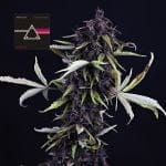 Pink Kush CBD 30:1 Auto Feminisiert Saatgut-SMAN-PINK-CBD-AUTO-FEM