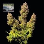 Northern Lights Auto Féminisée Semences-SMAN-NL-AUTO-FEM