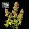 Northern Lights Auto Feminized Seeds-SMAN-NL-AUTO-FEM