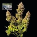 Northern Lights Auto Feminised Seeds-SMAN-NL-AUTO-FEM