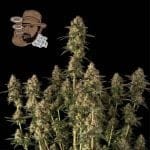 Jack Herer Auto феминизирани семена-SMAN-JH-AUTO-FEM