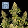 Doctor Seedsman CBD 30:1 Feminisiert Samen-SMAN-DRSEEDS-CBD-FEM