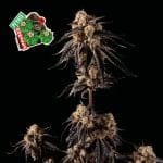 Peyote Gorilla феминизирани семена-SMAN-PEYGOR-FEM