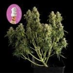 Gelat.OG Auto Feminized Seeds-SMAN-GEL-AUTO-FEM
