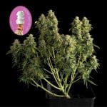 Gelat.OG Auto феминизирани семена-SMAN-GEL-AUTO-FEM