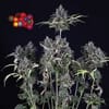 Zkittlez Auto Feminized Seeds-SMAN-ZKITT-AUTO-FEM