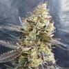 CandyLand Feminisiert Samen-GOG-CANDYL-FEM