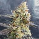 CandyLand Feminisiert Samen-GOG-CANDYL-FEM