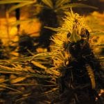 Lowryder Auto Feminised Seeds-DRCH-LOW2-AUTO-FEM