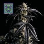 Peyote Wi-Fi Feminised Seeds-SMAN-PEYWIFI-FEM