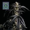 Peyote Wi-Fi Feminized Seeds-SMAN-PEYWIFI-FEM