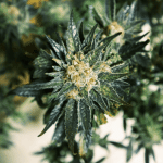 DC Kush Feminised Seeds-DRCH-DCK-FEM